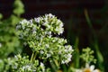 Oregano origanum vulgare flowers closeup text area upper right horizontal Royalty Free Stock Photo