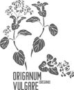 Origanum vulgare herb silhouette vector illustration