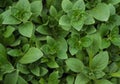 Oregano green furry new leaves Origanum vulgare. Fresh oregano growing in the herb garden. Cuisine herbs Royalty Free Stock Photo