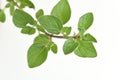 Oregano, green leaves have medicinal properties.