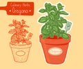 Oregano growing in a pot