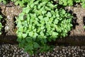 oregano growing in a stone