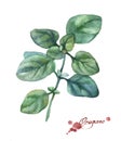 Oregano. Hand drawn watercolor painting