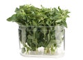 Oregano herb Royalty Free Stock Photo