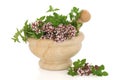 Oregano Herb Royalty Free Stock Photo