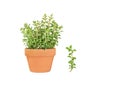 Oregano Herb