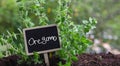 Oregano herb, aromatic plant and text label. Origanum vulgare, wild or sweet marjoram close up