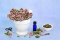 Oregano Herb Essential Oil to Ease IBS Symptoms