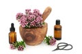 Oregano Herb Flowers for IBS Herbal Medicine