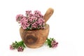 Oregano Herb Flowers to Treat IBS