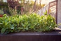 Oregano herb growing in a raised bed in a garden, with evening sunlight Royalty Free Stock Photo