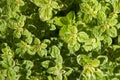 Oregano herb leaves 1 Royalty Free Stock Photo