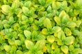 Oregano herb leaves growing in kitchen garden Royalty Free Stock Photo