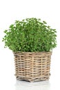 Oregano Herb Plant Royalty Free Stock Photo