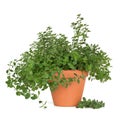 Oregano Herb Plant Royalty Free Stock Photo