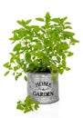 Oregano Herb Plant Royalty Free Stock Photo