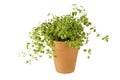 Oregano herb plant in ceramic pot isolated on white Royalty Free Stock Photo