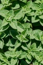 Oregano herb plant close up. Royalty Free Stock Photo