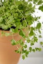 Oregano herb plant closeup in ceramic pot Royalty Free Stock Photo