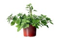 Oregano herb plant growing in the pot