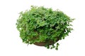 Oregano herb plant growing in a terracotta pot Royalty Free Stock Photo