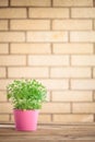 Oregano herb plant. Royalty Free Stock Photo