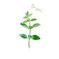 Oregano herb spice isolated on white background