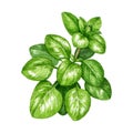Oregano herb watercolor illustration. Hand drawn marjoram fresh plant element. Garden aromatic fresh herbal oregano
