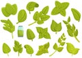 Oregano icons set cartoon vector. Aroma herb