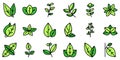 Oregano icons set vector flat