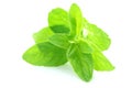 Oregano leaf Royalty Free Stock Photo