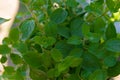 Oregano Royalty Free Stock Photo