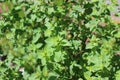 Oregano leaves grow in early summer