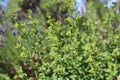 Oregano leaves grow in early summer