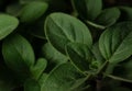 Oregano macro close up portrait on black background