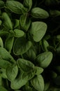 Oregano macro close up portrait on black background