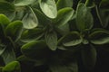 Oregano macro close up portrait on black background