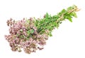 Oregano or Marjoram Herb Blooming (origanum majorana ) Royalty Free Stock Photo