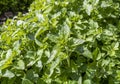 Oregano marjoram Royalty Free Stock Photo