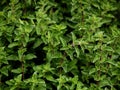 Oregano marjoram plant at garden