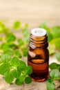 Oregano oil and fresh oregano leaves on the wooden table