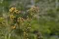 Oregano (Origanum vulgare)