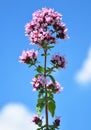 Oregano (Origanum vulgare) Royalty Free Stock Photo