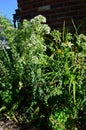 Oregano origanum vulgare flowering plant in garden masthead text area vertical Royalty Free Stock Photo
