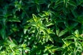 Oregano - Origanum Vulgare - Flowering Plant Royalty Free Stock Photo