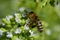 Oregano origanum vulgare flowers macro with bee horizontal Royalty Free Stock Photo