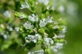 Oregano origanum vulgare flowers macro horizontal Royalty Free Stock Photo