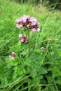 Oregano (Origanum vulgare) Royalty Free Stock Photo