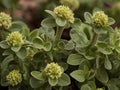 Oregano (Origanum vulgare)