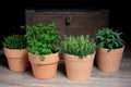 Oregano, parsley and sage in a pot Royalty Free Stock Photo